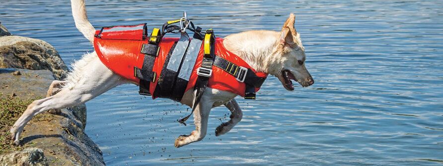 Curious dog observing surroundings